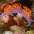 Spanish Shawl Nudibranch